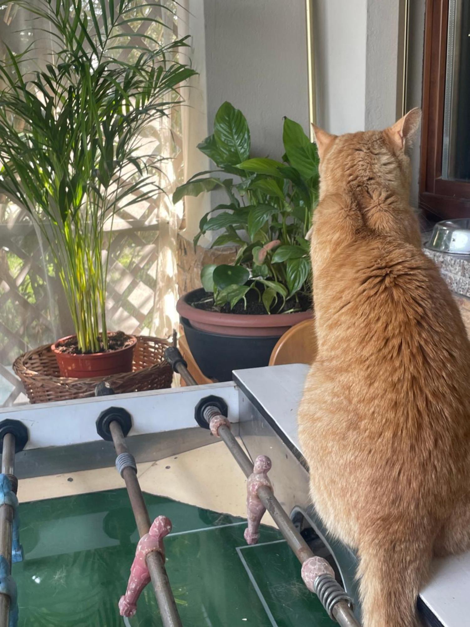 Il Giardino Di Emilia - Intero Appartamento In Villa Con Giardino Privato E Piscina Estiva Pontirolo Nuovo Kültér fotó